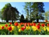 Fête de la tulipe im Schlossgarten von Morges