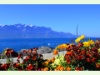 Genfersee-Ufer in Vevey