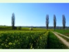 Frühling in Wilchingen mit Blick auf Hallau