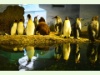 Pinguinanlage im Zoo Zürich