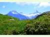 Mittelhorn und Schreckhorn von Grindelwald First aus