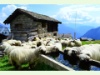 Schaf-Alpabzug auf dem Aletschbord