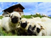 Schäful -Schaf-Alpabzug auf dem Aletschbord