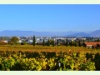 Rebberge von Bourdigny mit Blick auf die Städte Meyrin und Vernier