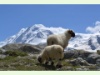 Schwarznasenschafe auf dem Rotenboden in Zermatt