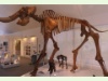 Mammutmuseum in Niederweningen