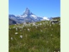 Matterhorn 8